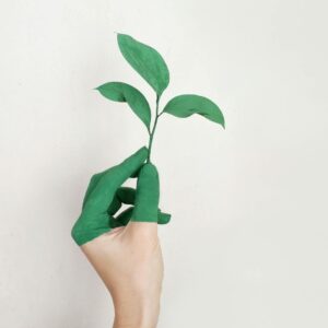 Person's left hand holding a plant.